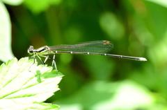 モノサシトンボ♂未熟DSC_9532.1