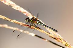マダラナニワトンボ♀ IMG_0494.1