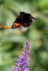 ベニヒカゲ飛翔