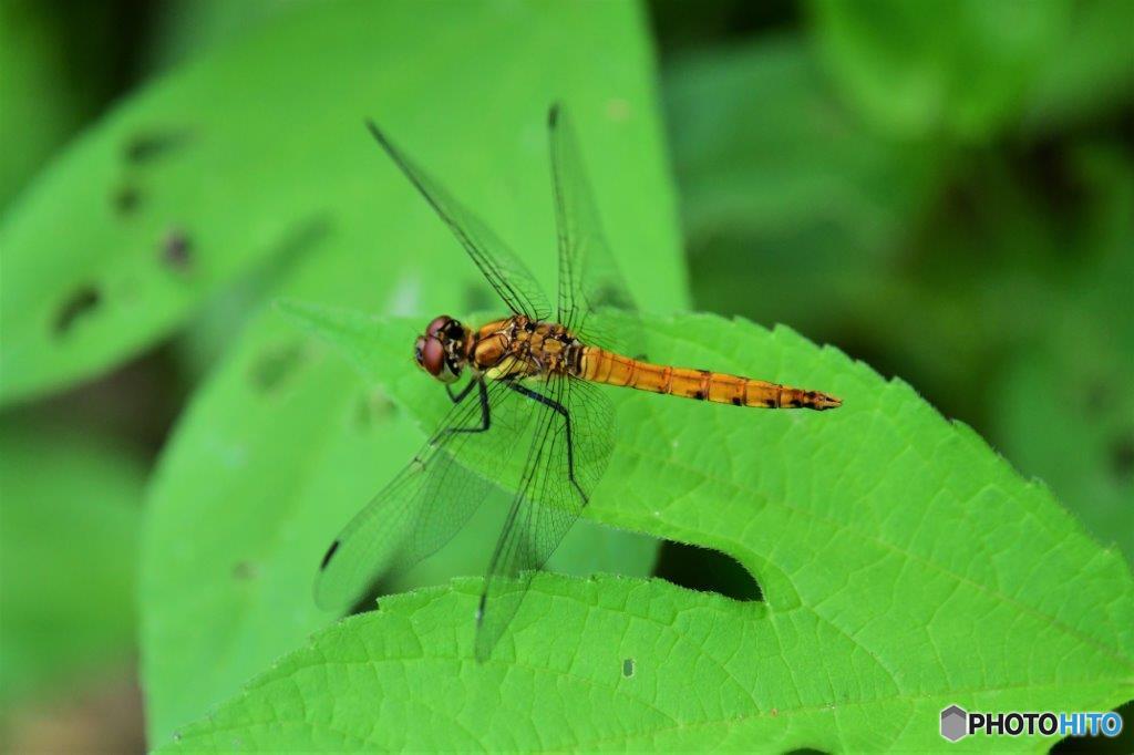 アキアカネ♂FTA_0904