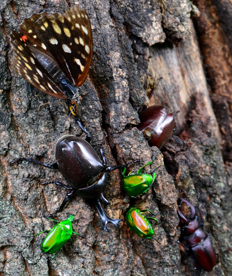 樹液レストランアオカナブン、カブトムシ、ノコギリクワガタ、オ