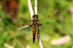 ヨツボシトンボ♀ IMG_1855