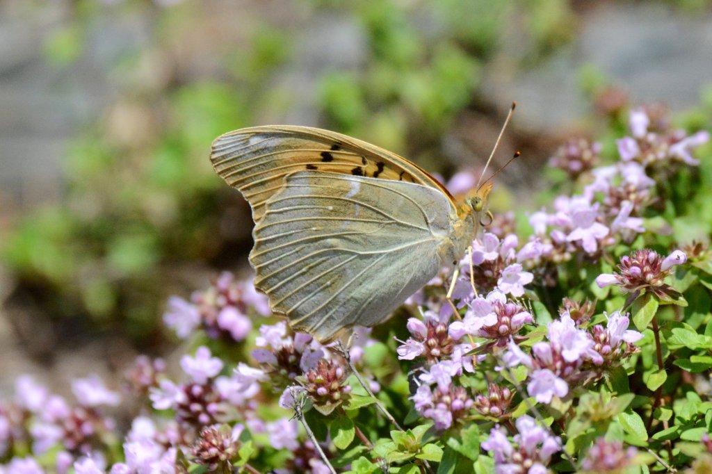 クモガタヒョウモン♀DSC_1792.1
