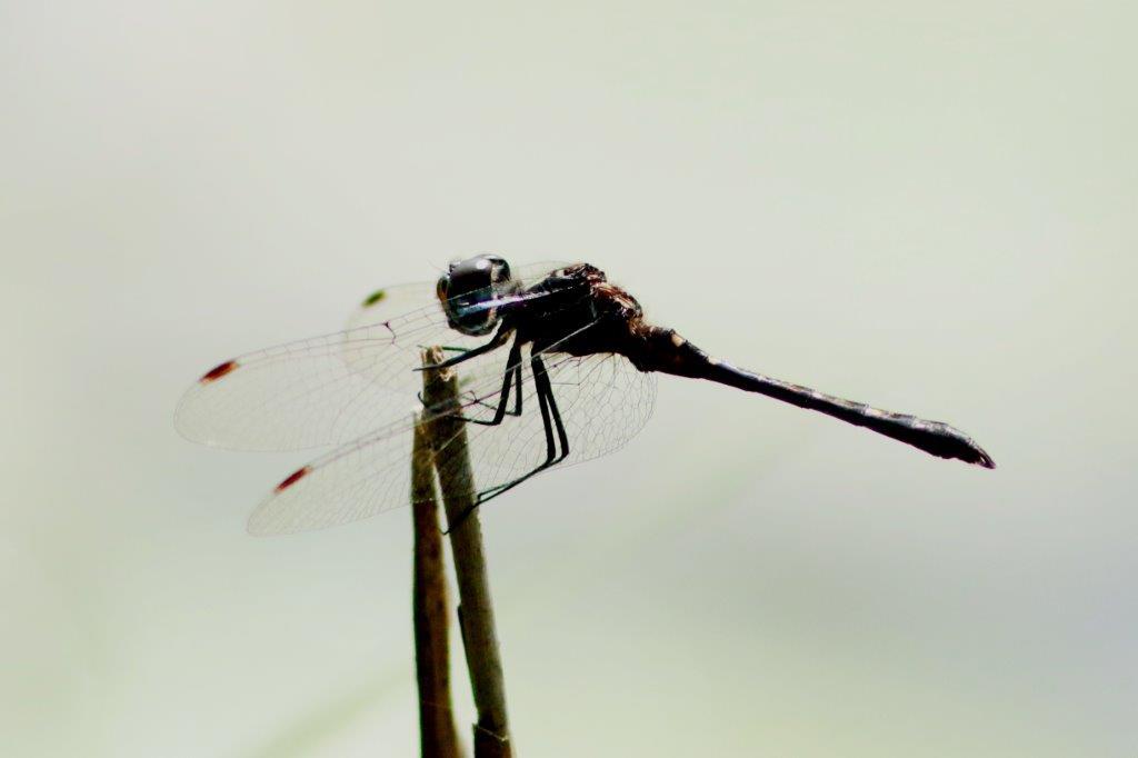 マダラナニワトンボ♂　IMG_0390.1