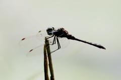 マダラナニワトンボ♂ IMG_0390.1