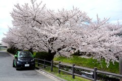 横浜桜の名所　DSC_5035.1