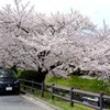 横浜桜の名所　DSC_5035.1