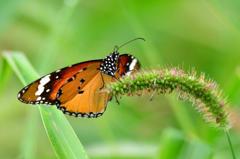 カバマダラ♀DFS_2738.1