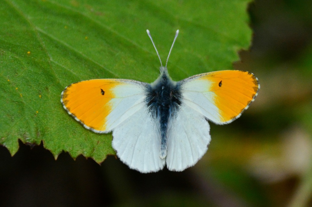 クモマツマキチョウ♂　DFT_7527ps.1　