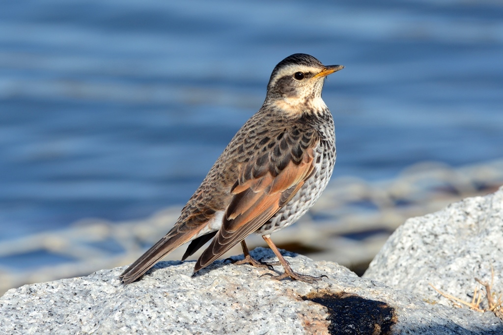 ツグミ　DSC_2749.1