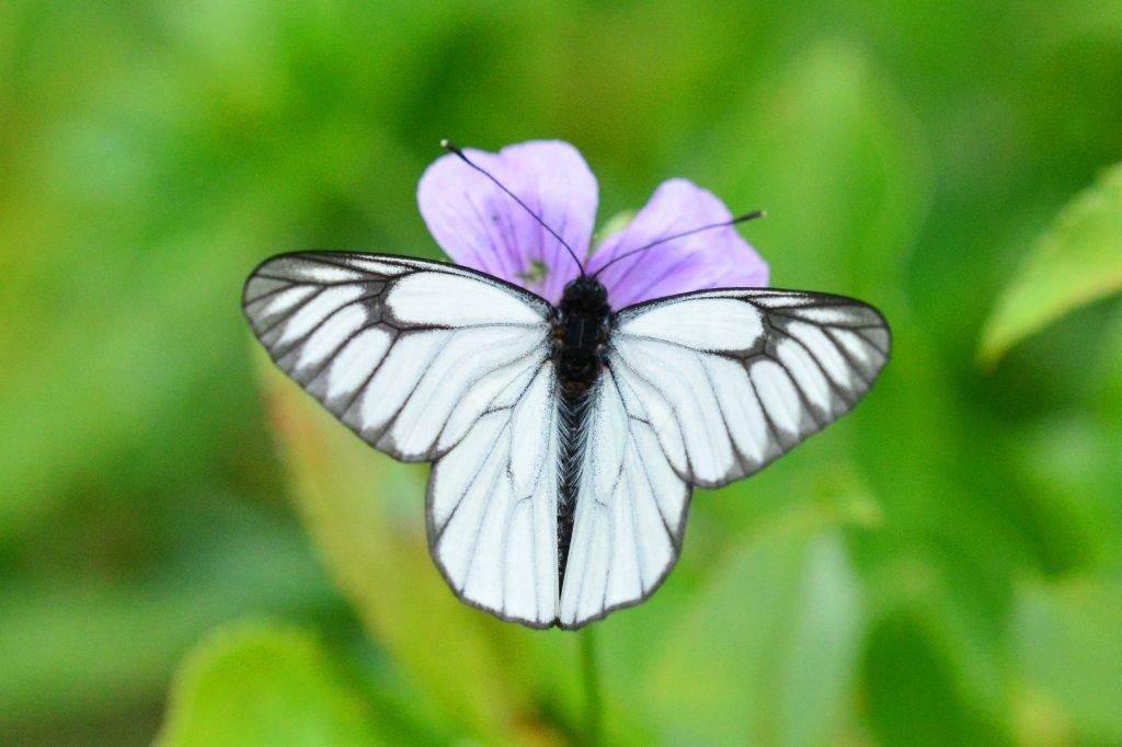 ミヤマシロチョウ♀