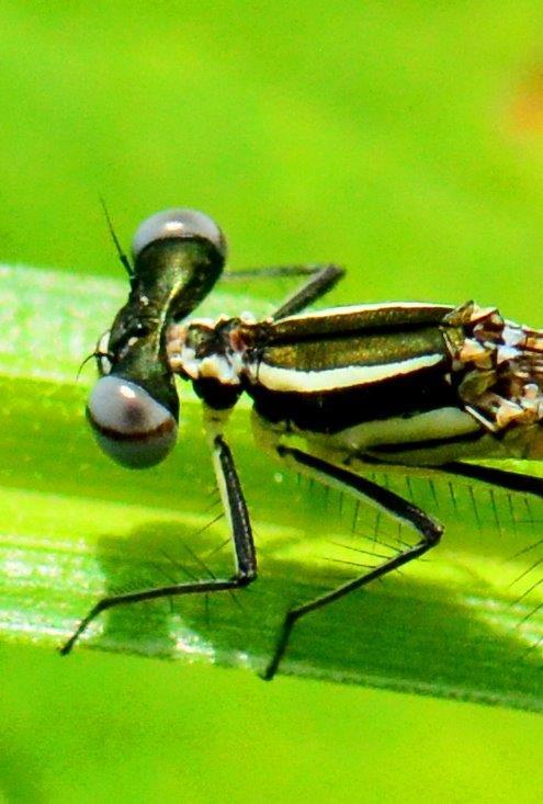 アマゴイルリトンボ♀　DFS_1195.1