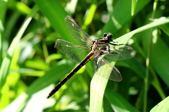 ヤマサナエ♀　IMG_4722.1