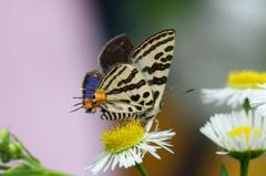 キマダラルリツバメ♂