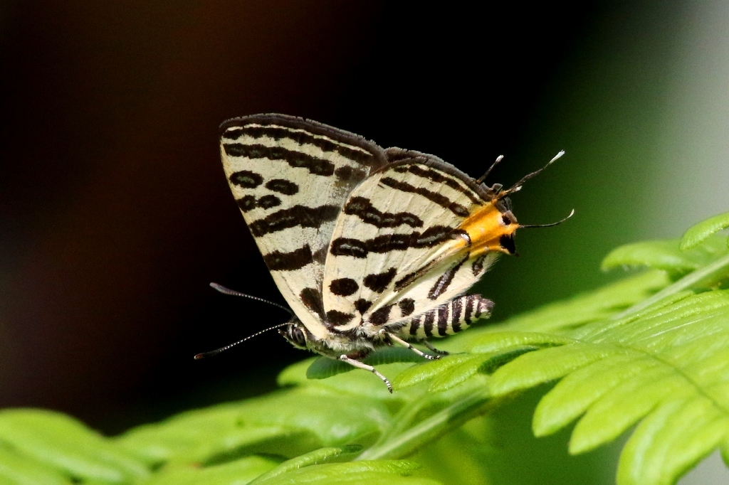 キマダラルリツバメ♂　VL9A5988.1