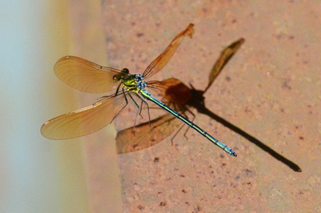 アサヒナカワトンボ♂飛翔