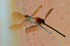 アサヒナカワトンボ♂飛翔
