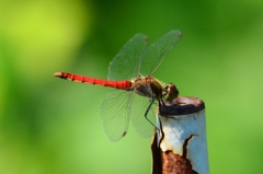 アキアカネ♂