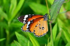 カバマダラ♀DFT_3989