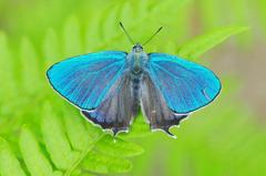 ジョウザンミドリシジミ♂FMP_2481.1