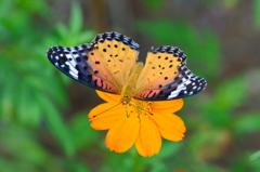 ツマグロヒョウモン♀DFT_4271.1