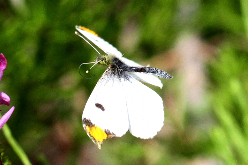 ツマキチョウ♂飛翔　IMG_1891.1