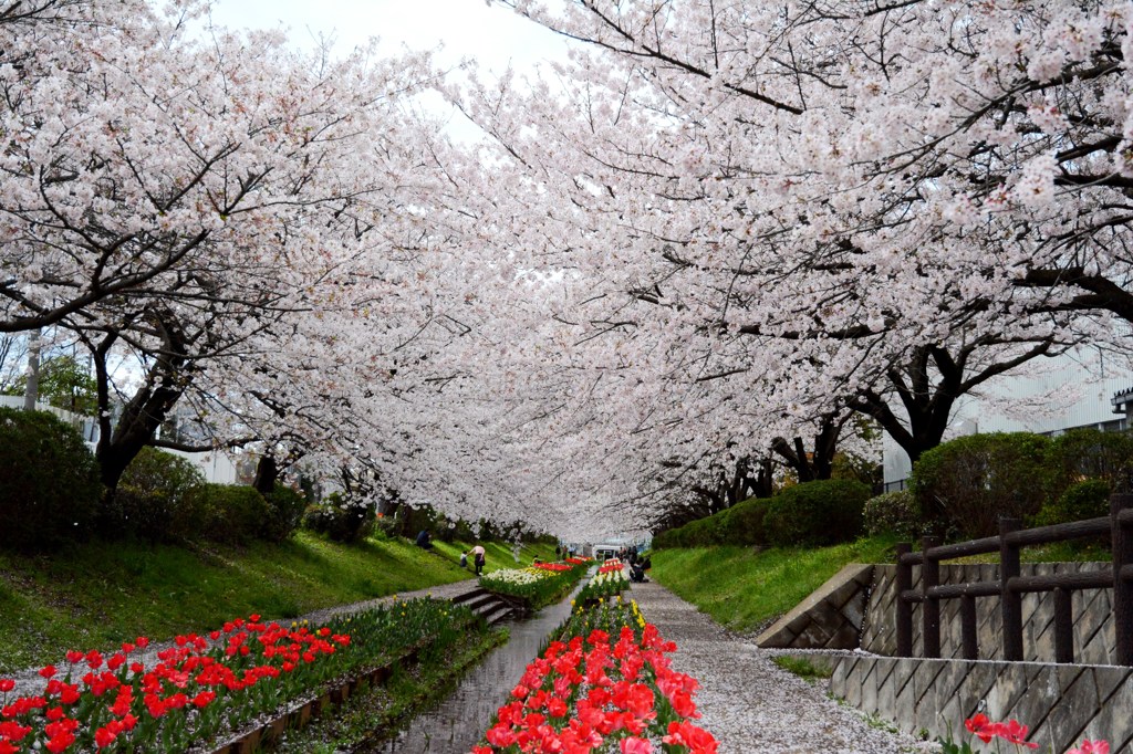 横浜桜の名所　DSC_5011.1