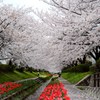 横浜桜の名所　DSC_5011.1