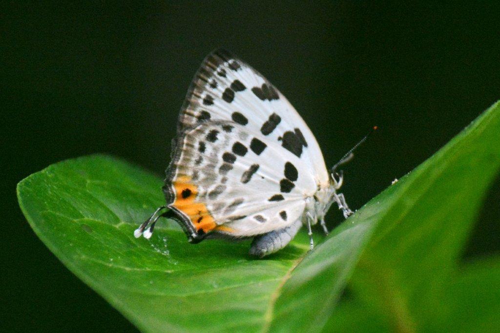 オナガシジミDSC_1927.1