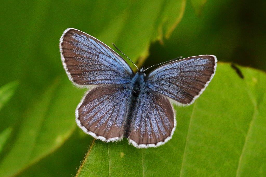 アサマシジミ♂　GV4A5620.1