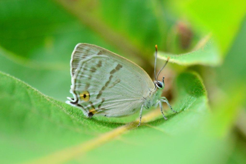 ウラジロミドリシジミ♀