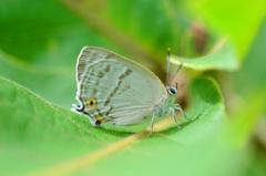 ウラジロミドリシジミ♀