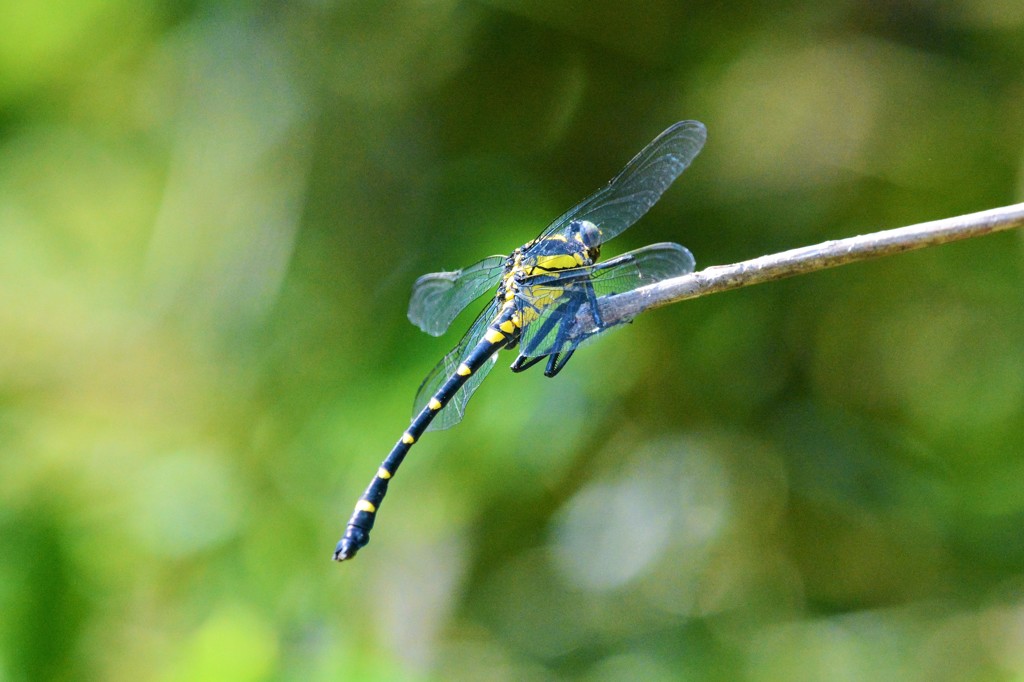 コオニヤンマ♂DSC_6822