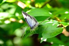 ウラゴマダラシジミDFS_0386.1