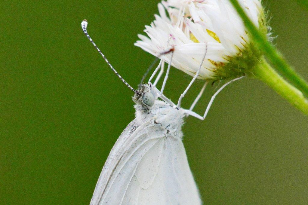 ヒメシロチョウ♂顔