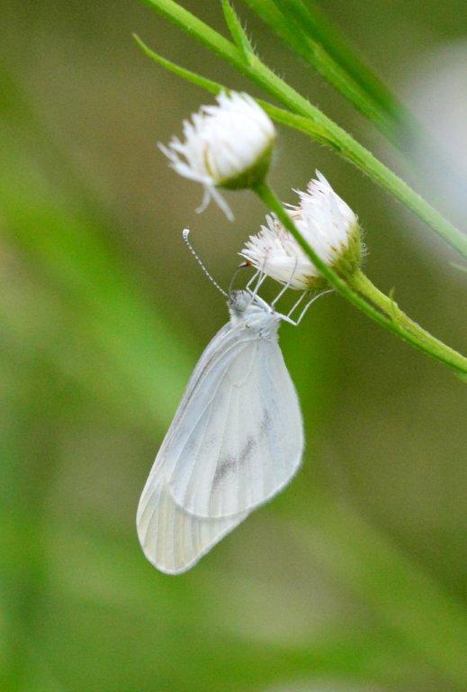 ヒメシロチョウ♂