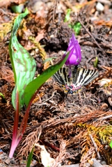 ギフチョウ♂ DFS_7259.1