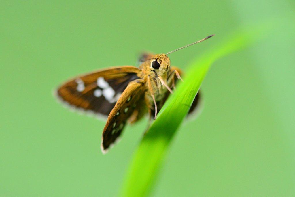 ホソバセセリ♂