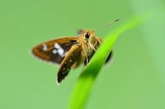 ホソバセセリ♂