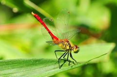 マイコアカネ♂DSC_0387.1