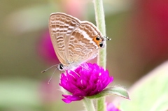 IMG_2891.1 ウラナミシジミ