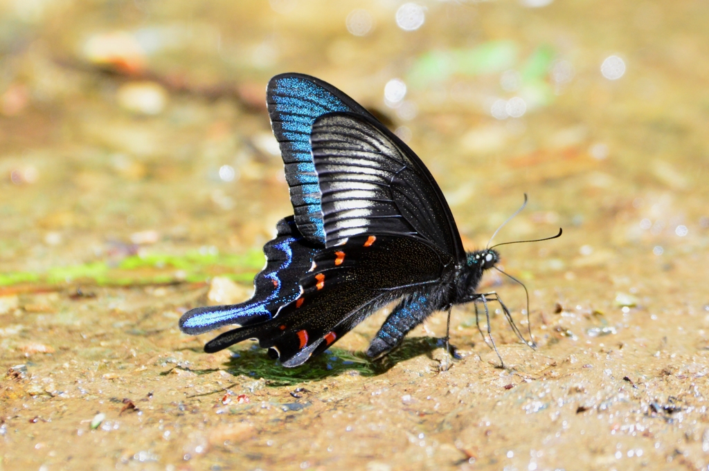 カラスアゲハ♂DFT_7072.1