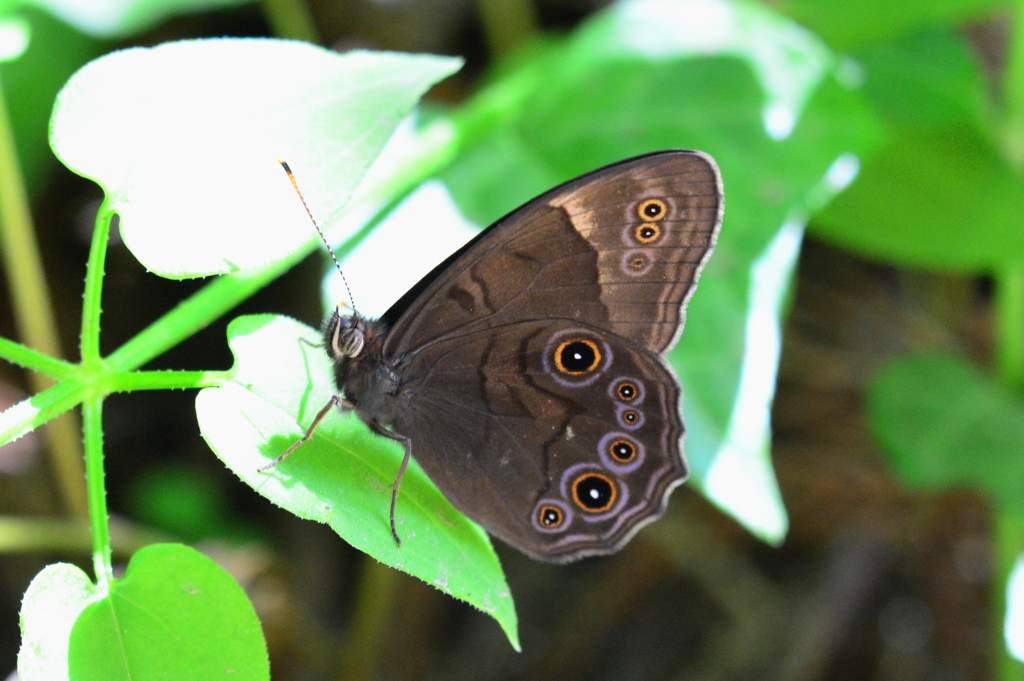 クロヒカゲDFS_8692.1