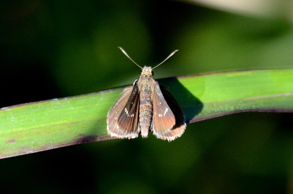 ホシチャバネセセリDSC_2225.1