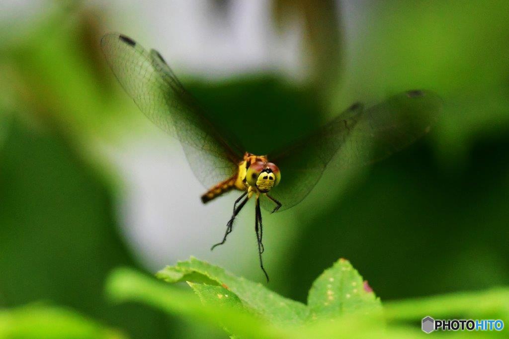 マユタテアカネ♀飛翔FTA_5846