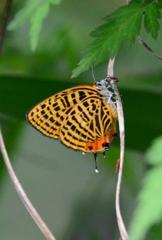 ウラナミアカシジミDFS_0153.1