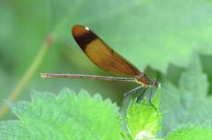 ミヤマカワトンボ♀DSC_8848.1