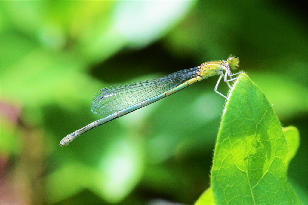 ムスジイトトンボ♀DSC_7058