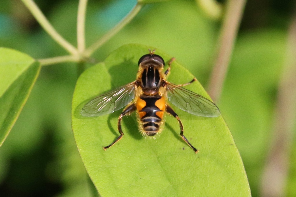 シマアシブトハナアブ♀　GV4A4743