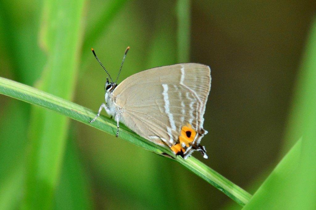 エゾミドリシジミ白馬